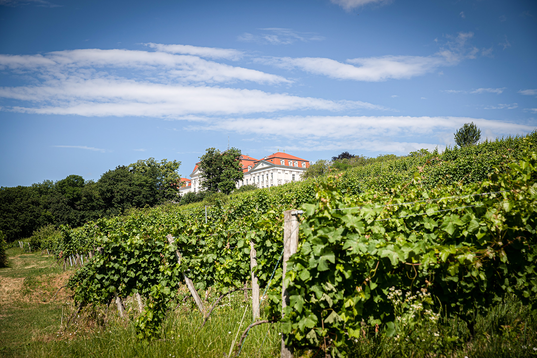 Weinbau unter dem Schloss Willheminenberg