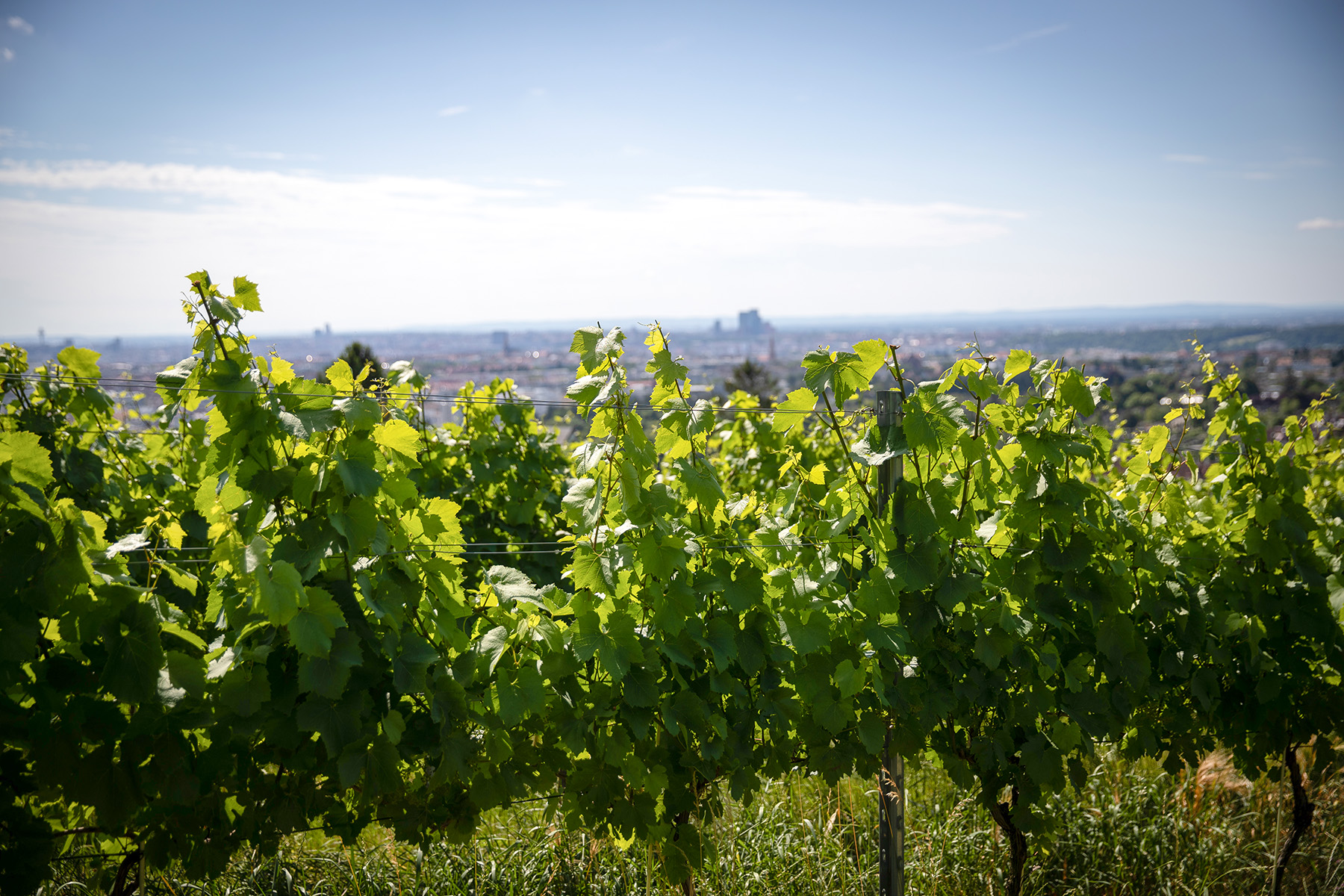 Grandioser Blick über Wien