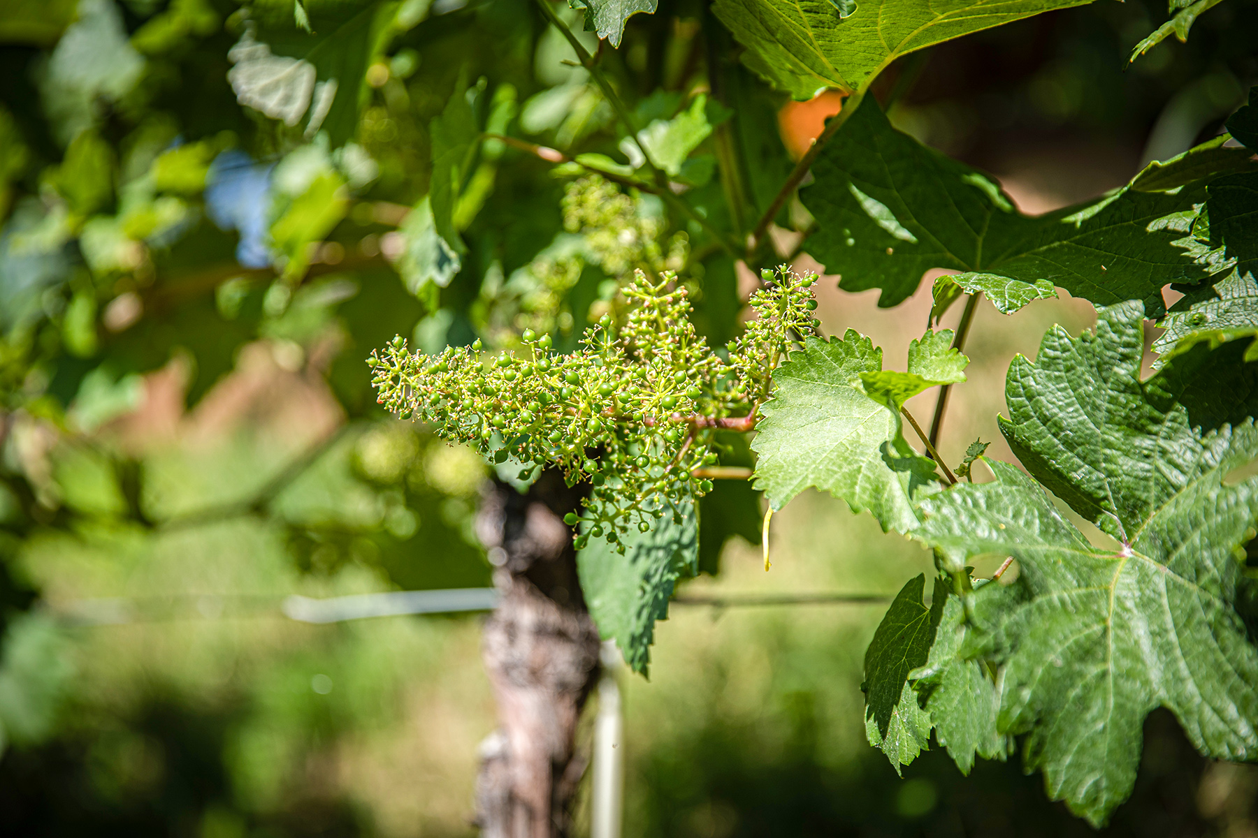 Junger Wein der sich entfalten kann